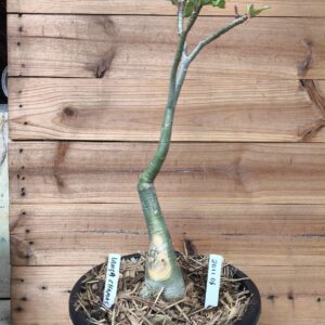 Rosa do Deserto 2011 06 Big Caudex Lança Chamas ( jarro 13L) - Linha Big Caudex - RDF Fortaleza
