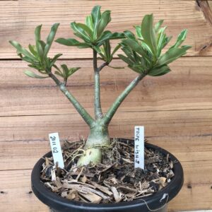 Rosa do Deserto 2011 02 Big Caudex Triple Wish 3 ( jarro 13L) - Linha Big Caudex - RDF Fortaleza