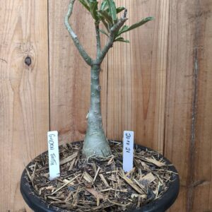 Rosa do Deserto 2011 21 Big Caudex Golden Faith - Linha Big Caudex - RDF Fortaleza