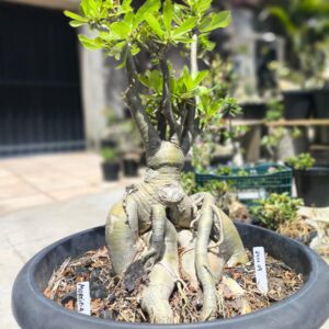 2411 09 Socotra Morticia