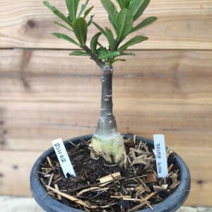Rosa do Deserto 2511 02 Big Caudex Triple Wish - Linha Big Caudex - RDF Fortaleza
