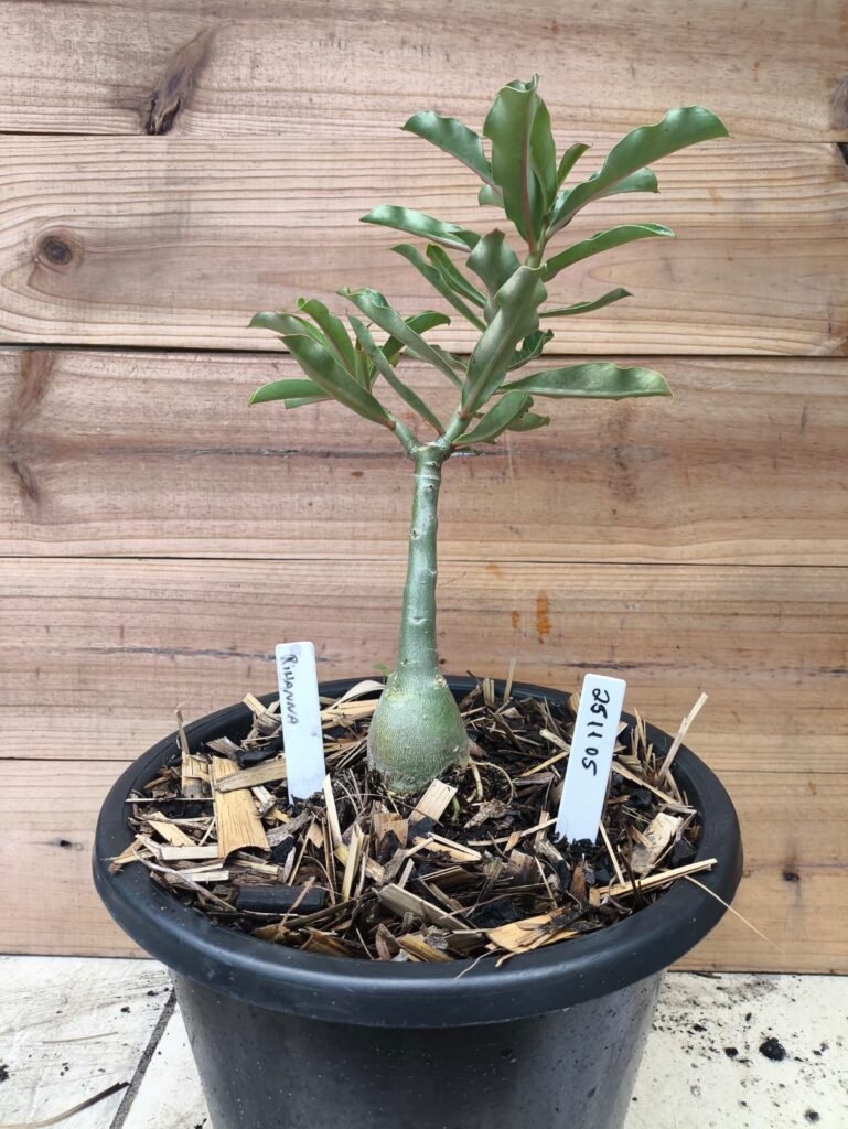 Rosa do Deserto 2511 05 Big Caudex Rihanna - Linha Big Caudex - RDF Fortaleza