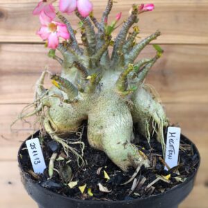 2511 13 Arabicum Megatron - Adulta