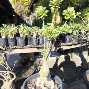 2511 01 Socotra Anor de mae