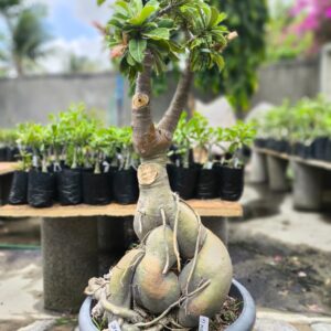 2811 03 Socotra Id Misterioso