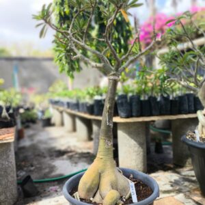 2811 07 Socotra Singela
