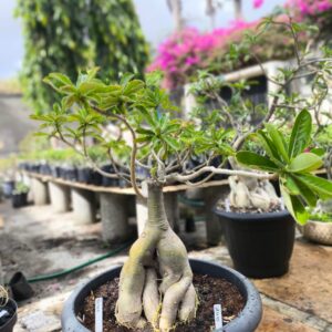 2811 05 Socotra Ro 400
