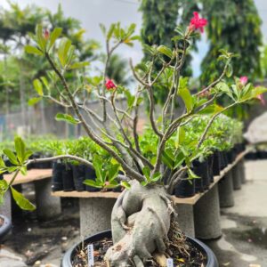 2811 04 Socotra Imperador
