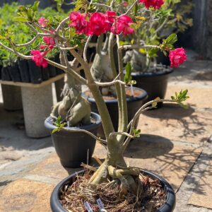 2911 07 Socotra Rosa dobrada