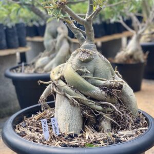 2911 06 Socotra ID Misterioso