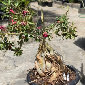 2911 08 Socotra Passionate