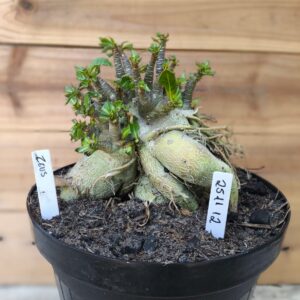 2511 12 Arabicum Zeus - Adulta