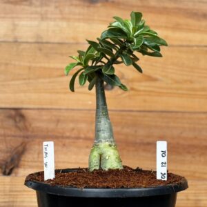 0512 01 Rosa do deserto Big Caudex Thais W