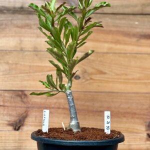 0612 01 Rosa do deserto Big Caudex Rihanna