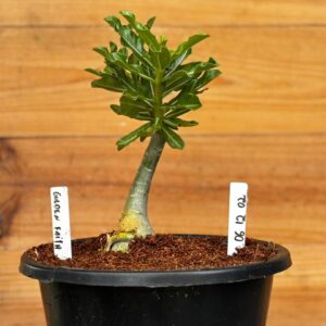 0612 02 Rosa do deserto Big Caudex Golden Faith