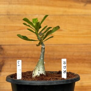 Rosa do Deserto 0512 01 Big Caudex Lm2 - Linha Big Caudex - RDF Fortaleza