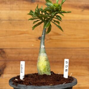 Rosa do Deserto 0512 01 Big Caudex Miracle - Linha Big Caudex - RDF Fortaleza