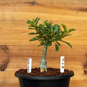 Rosa do Deserto 0612 02 Big Caudex Golden faith 2 - Linha Big Caudex - RDF Fortaleza
