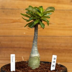 Rosa do Deserto 0612 01 Big Caudex Joana - Linha Big Caudex - RDF Fortaleza