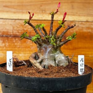 0812 20 Arabicum Tank - Adulta
