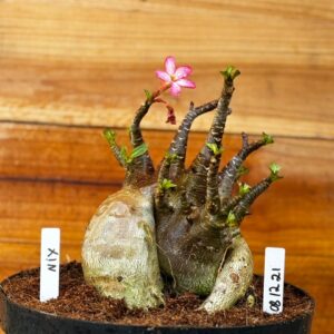0812 21 Arabicum Nix - Adulta