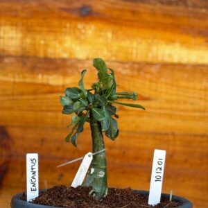 Rosa do Deserto 1012 01 Big Caudex Encantus - Linha Big Caudex - RDF Fortaleza