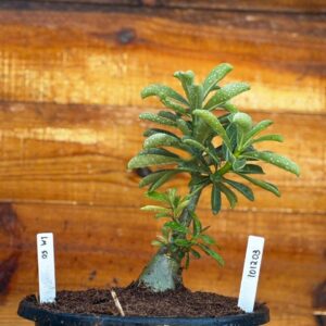 Rosa do Deserto 1012 03 Big Caudex Lm 50 - Linha Big Caudex - RDF Fortaleza