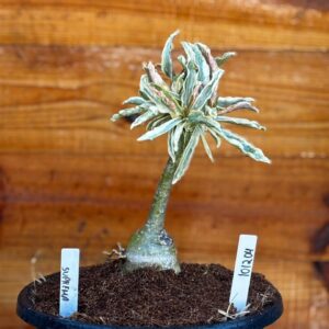 Rosa do Deserto 1012 04 Big Caudex Variegata Suprema - Linha Big Caudex - RDF Fortaleza