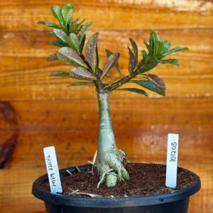 Rosa do Deserto 1012 05 Big Caudex triple Wish - Linha Big Caudex - RDF Fortaleza