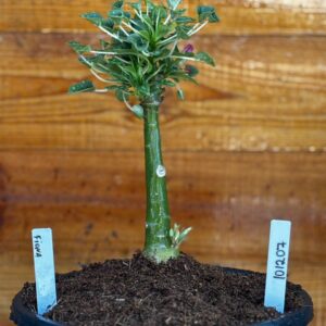 Rosa do Deserto 1012 07 Big Caudex Fiona - Linha Big Caudex - RDF Fortaleza