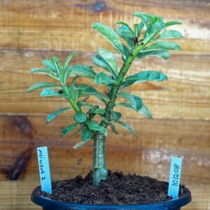 Rosa do Deserto 1012 08 Big Caudex Mei Xiang 2 - Linha Big Caudex - RDF Fortaleza
