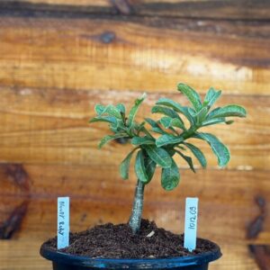 Rosa do Deserto 1012 09 Big Caudex Blood Ruby - Linha Big Caudex - RDF Fortaleza