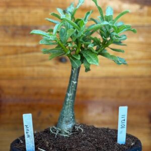 Rosa do Deserto 1012 11 Big Caudex Mana - Linha Big Caudex - RDF Fortaleza