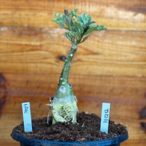 Rosa do Deserto 1012 12 Big Caudex Lilac - Linha Big Caudex - RDF Fortaleza