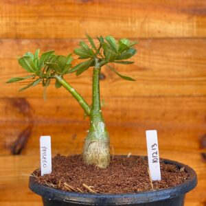 Rosa do Deserto 1012 13 Big Caudex Pessego - Linha Big Caudex - RDF Fortaleza