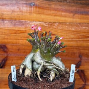 1112 05 Arabicum Godji Pura Black - Adulta