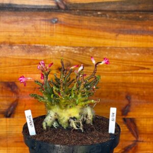1112 14 Arabicum Urbano- Adulta