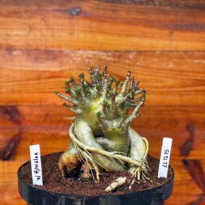 1112 15 Arabicum Wrangler - Adulta