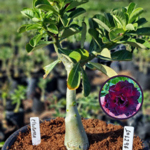 1012 96 Vaso 8 Litros Rosa do Deserto Cleopatra (viveiro)