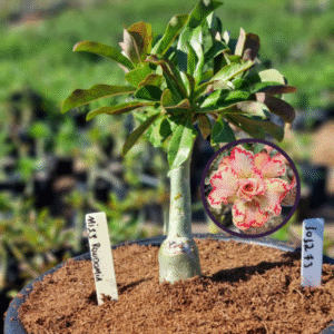 1012 73 Vaso 8 Litros Rosa do Deserto Miss Rondonia (viveiro)