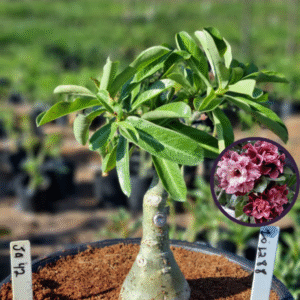 1012 88 Vaso 8 Litros Rosa do Deserto JA 42 (viveiro)
