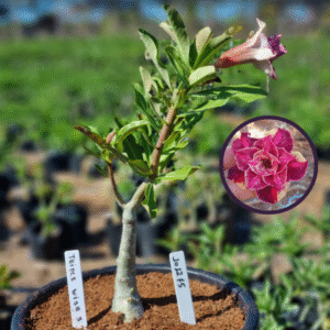 1012 75 Vaso 8 Litros Rosa do Deserto Triple Wish 3 (viveiro)