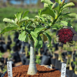 0912 40 Vaso 8 Litros Rosa do Deserto Blood Ruby (viveiro)