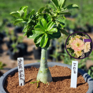1012 74 Vaso 8 Litros Rosa do Deserto Bridal Buque (viveiro)