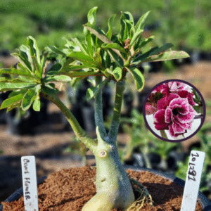 1012 91 Vaso 8 Litros Rosa do Deserto Cone Flower (viveiro)