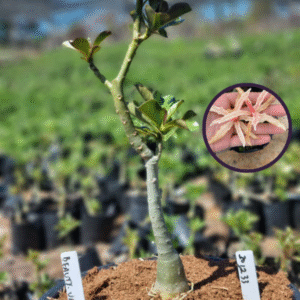 1012 33 Vaso 8 Litros Rosa do Deserto Beauty Witch (viveiro)