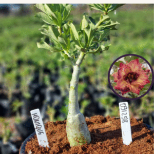Rosa do Deserto 0912 58 Baobá Baby Monique (viveiro) - Linha Baobá - RDF Fortaleza