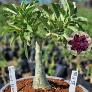 0912 38 Vaso 8 Litros Rosa do Deserto Mustang Black (viveiro)