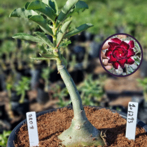 1012 93 Vaso 8 Litros Rosa do Deserto BRD 8 (viveiro)
