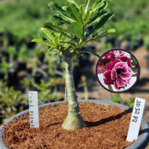 Rosa do Deserto 1012 72 Baobá Baby Cone Flower (viveiro) - Linha Baobá - RDF Fortaleza